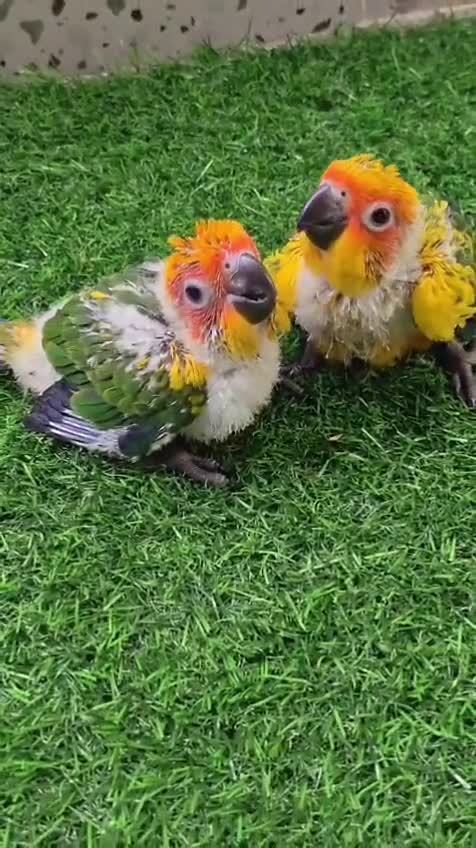 Sun Conure, farm video