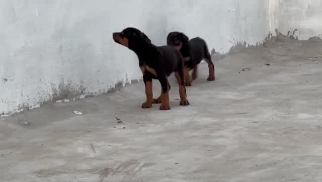 Doberman Pinscher Puppy | Brown & Tan, farm video
