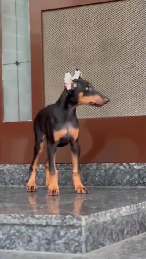 Doberman Pinscher Puppy, farm video