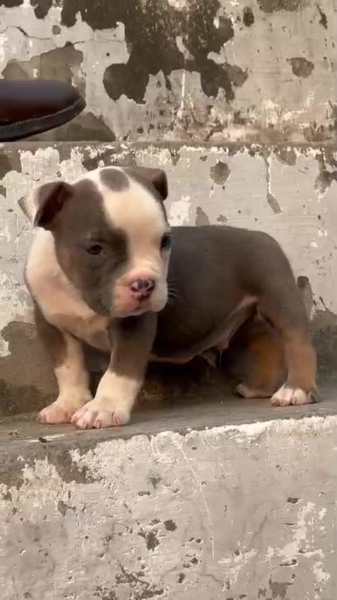 American Bully Pocket Size Puppy, farm video