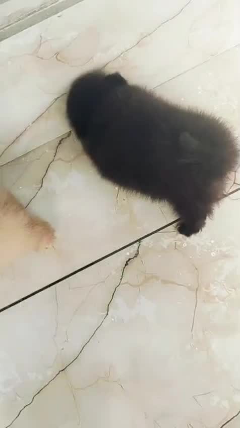 Toy Poodle Puppy, farm video