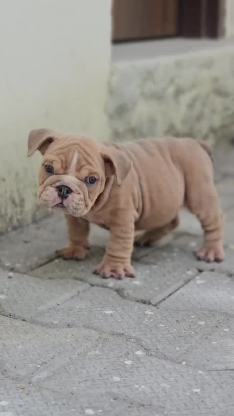 French Bulldog Puppy, farm video