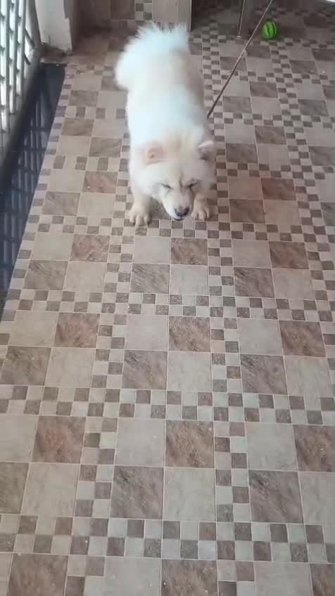 Chow Chow Puppy | Cream Color, farm video