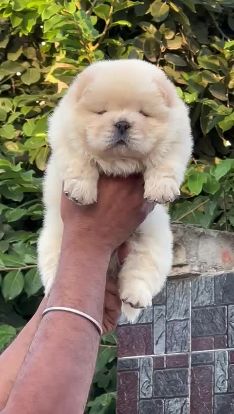 Chow Chow Puppy | Cream Color, farm video