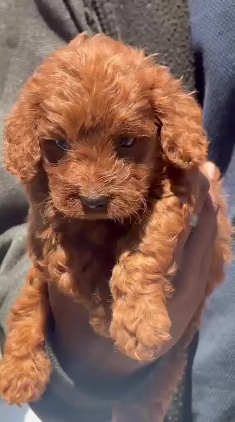 Toy Poodle Puppy, farm video