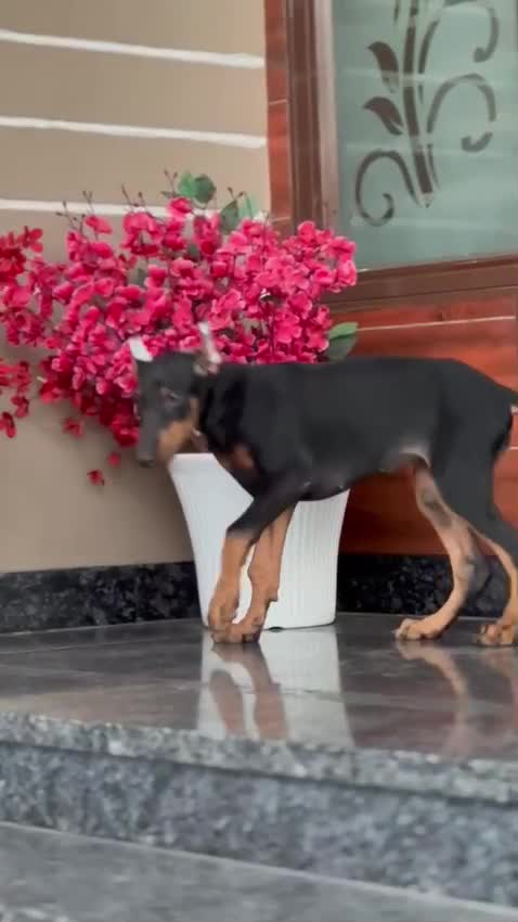Doberman Pinscher Puppy, farm video