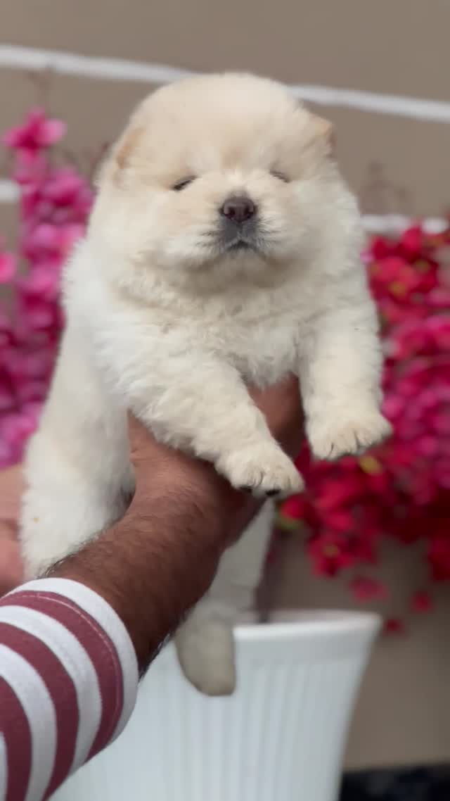 Chow Chow Puppy | Cream Color, farm video