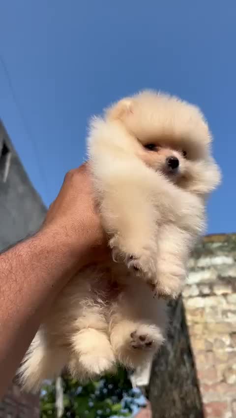 Toy Poodle Puppy, farm video