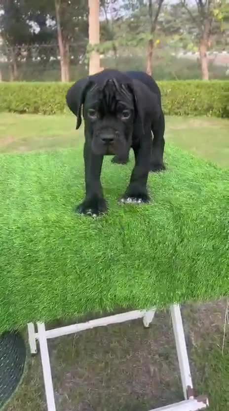 Cane Corso Puppy, farm video