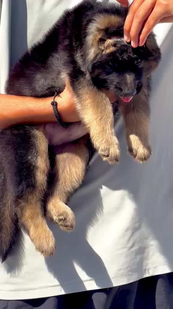 German Shepherd Puppy, farm video