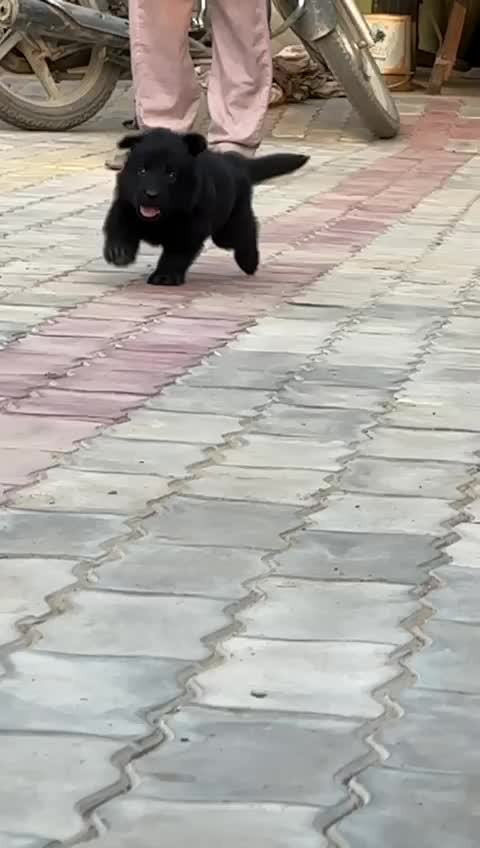 German Shepherd Puppy, farm video