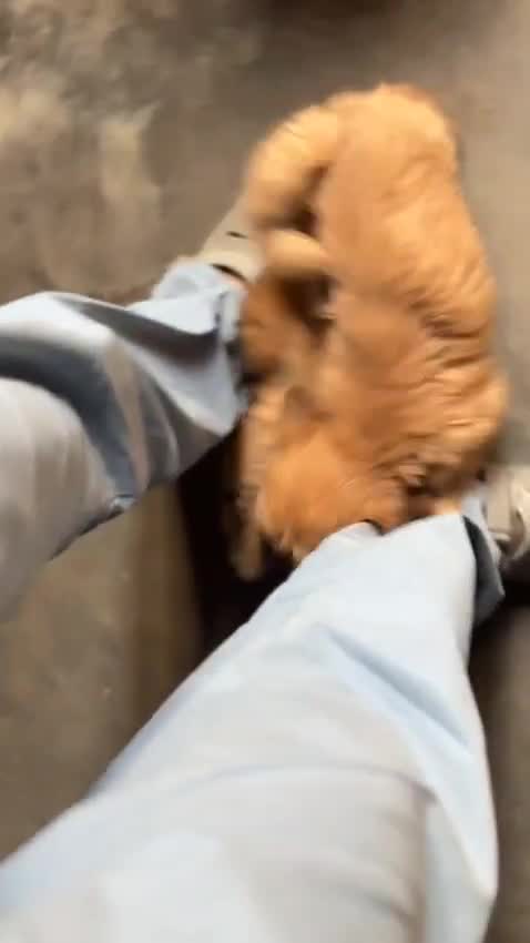 Lhasa Apso Puppies, farm video