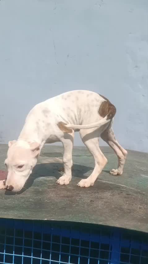 American Bully Pocket Size Puppy, farm video