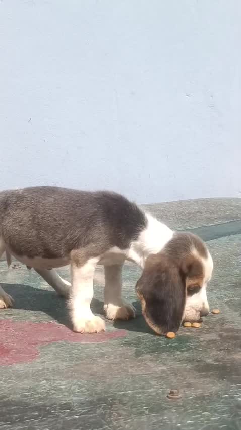 Beagle Black & Tan Puppy, farm video