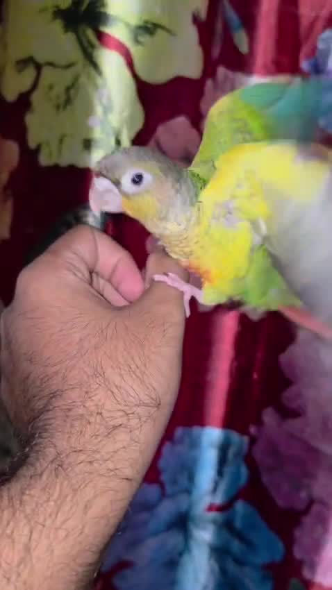 Blue Throated Conure, farm video