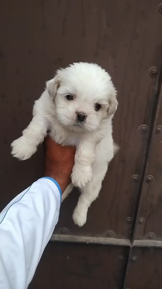 Shih Tzu | Black Color, farm video