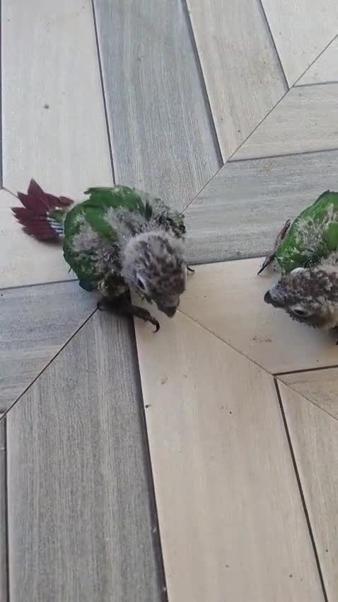 Small Cheek Conure, farm video