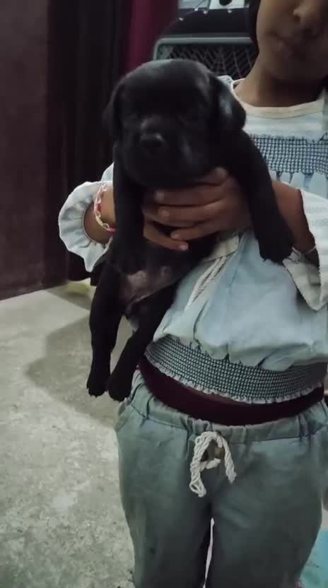 Beagle Black & Tan Puppy, farm video