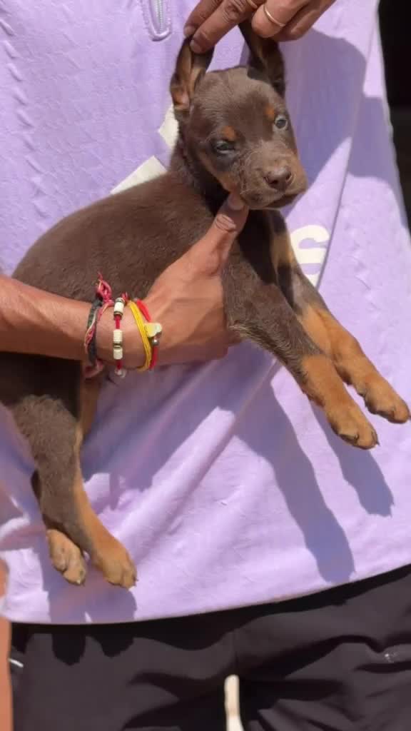 Doberman Pinscher Puppy, farm video
