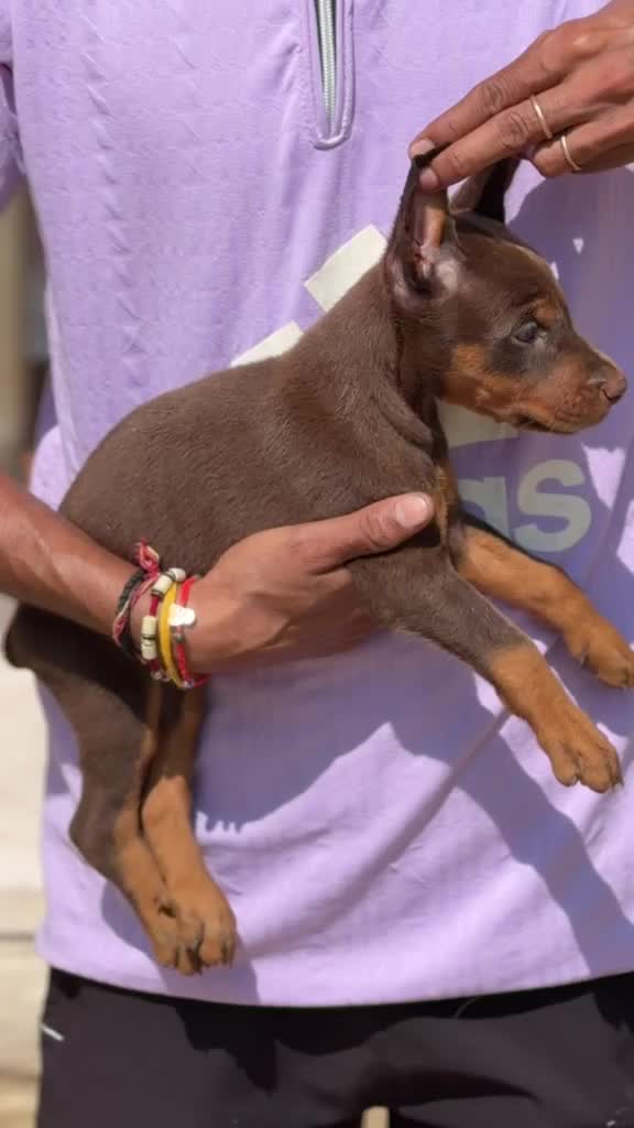 Doberman Pinscher Puppy, farm video