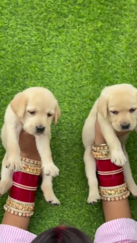 Beagle Black & Tan Puppy, farm video