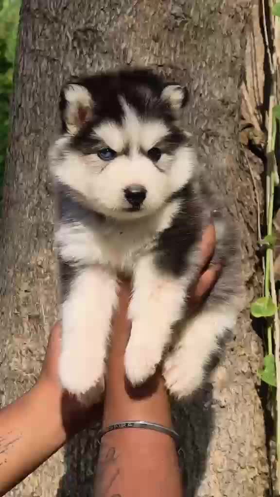 Siberian Husky Puppy | Black & White Color, farm video