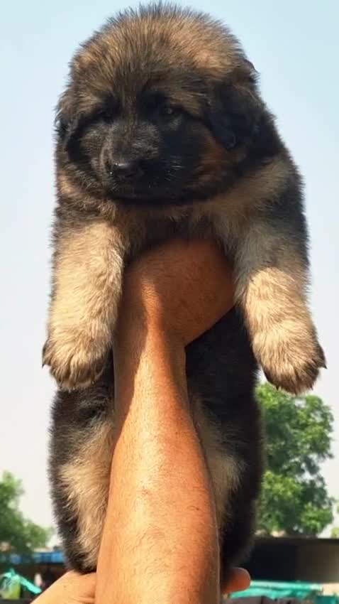 German Shepherd Puppy, farm video
