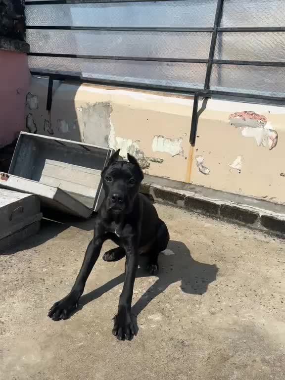 Cane Corso Puppy, farm video