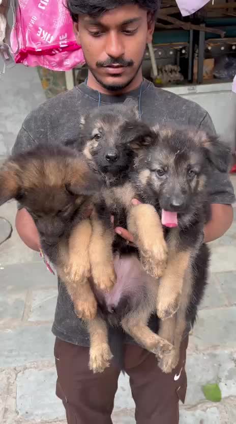 German Shepherd Puppy, farm video