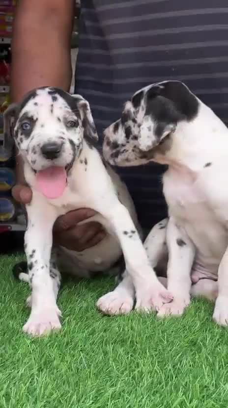 Great Dane Puppy | Brindle, farm video