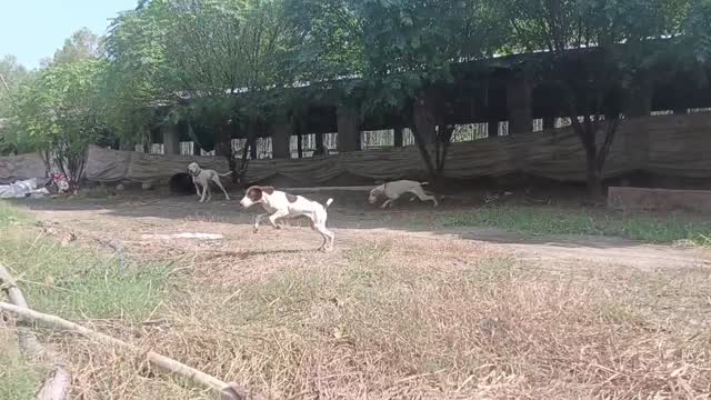 German Shepherd Puppy, farm video
