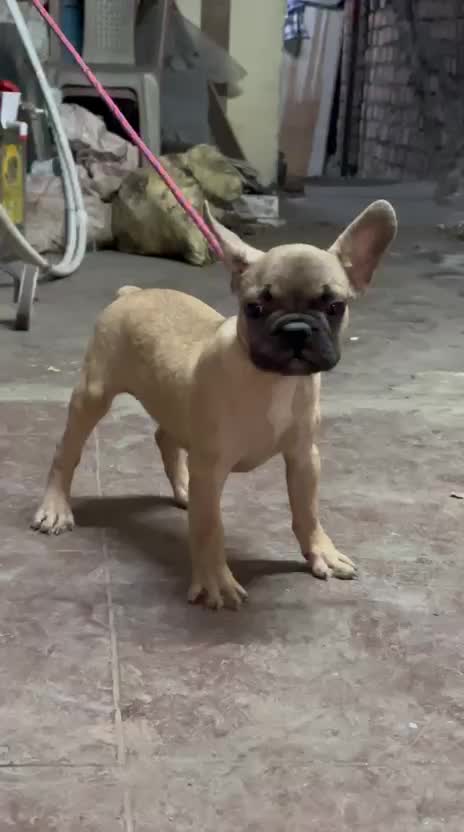 French Bulldog Puppy, farm video