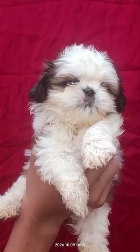 Shih Tzu | Black Color, farm video