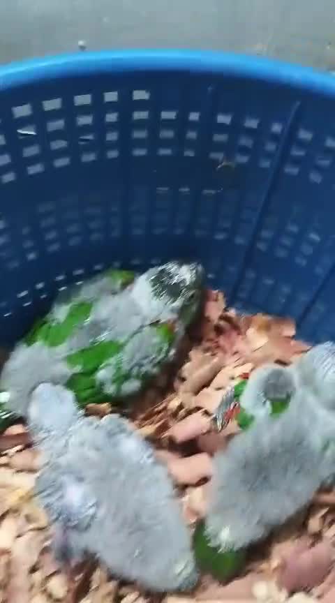 Blue Throated Conure, farm video