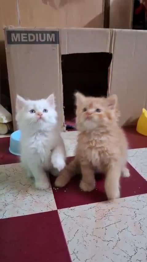Persian, farm video