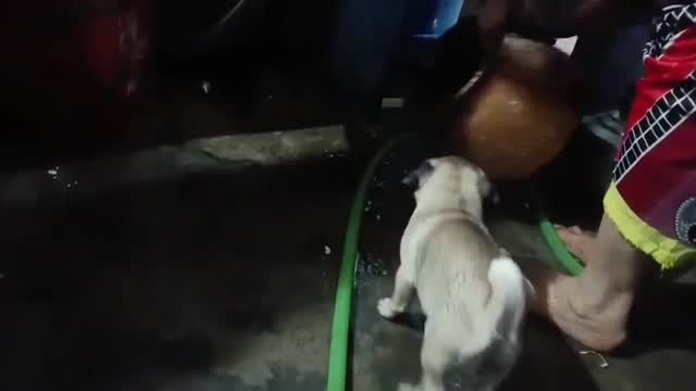 Pug Puppy, farm video