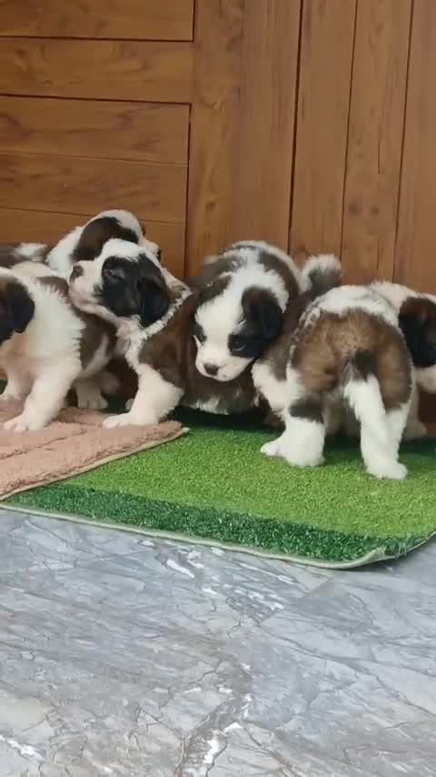 Saint Bernard Puppy, farm video