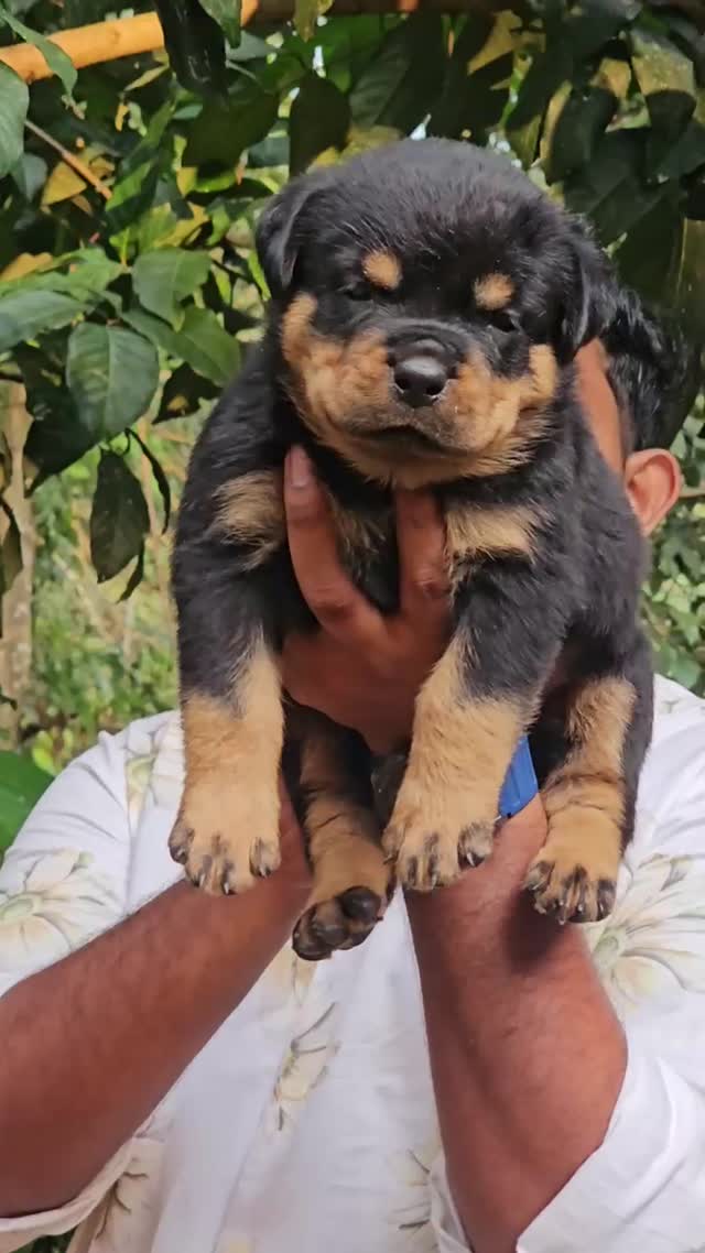 Rottweiler Puppy, farm video
