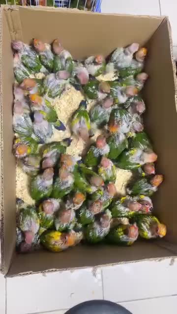 Sun Conure, farm video
