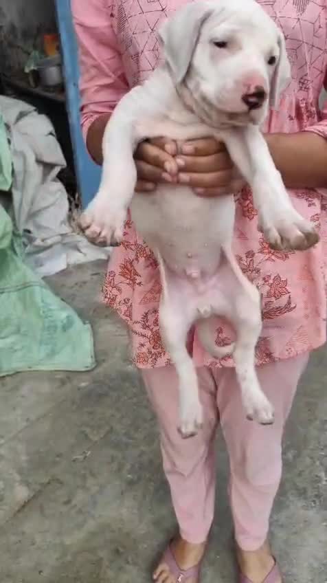 American Bully Pocket Size Puppy, farm video