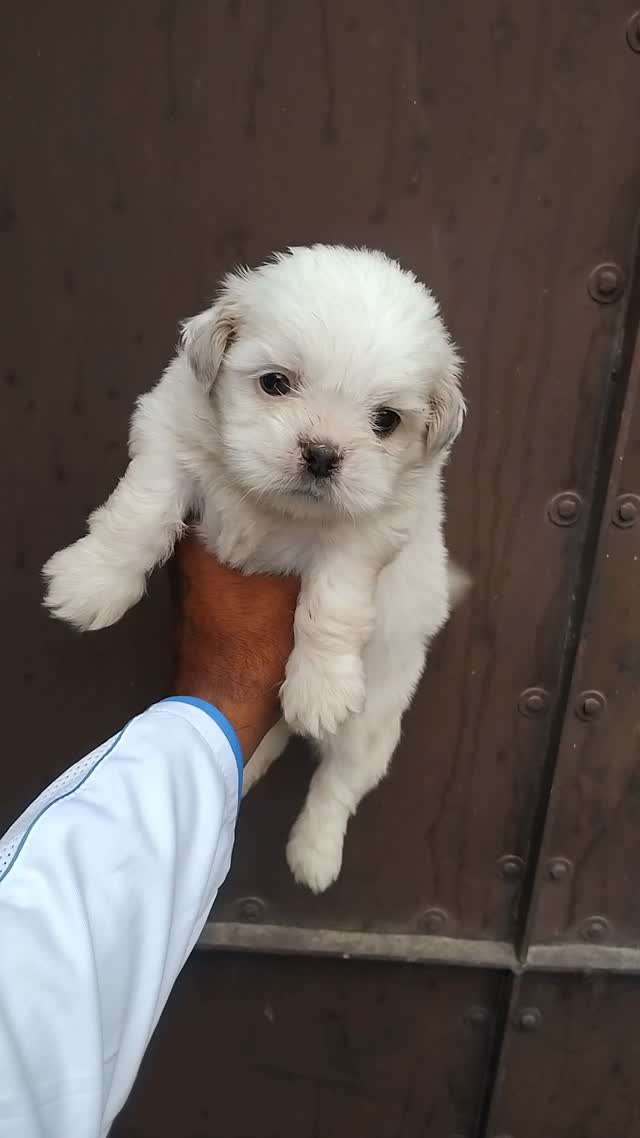Shih Tzu | Black Color, farm video
