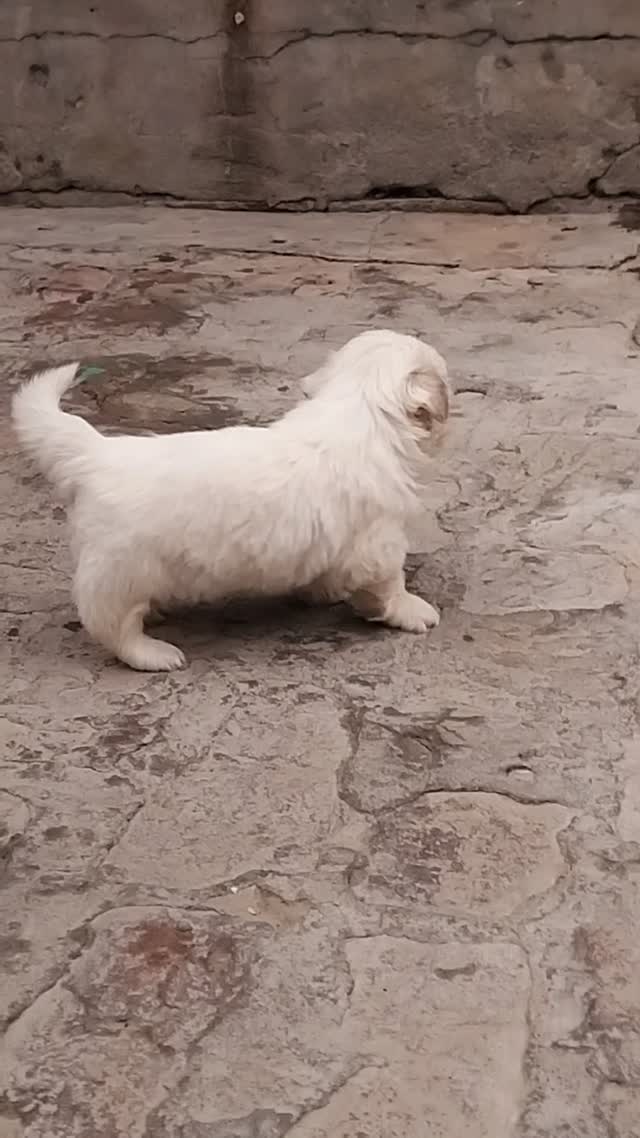 Shih Tzu | Black Color, farm video