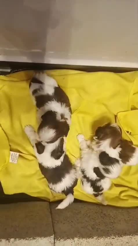 German Shepherd Puppy, farm video