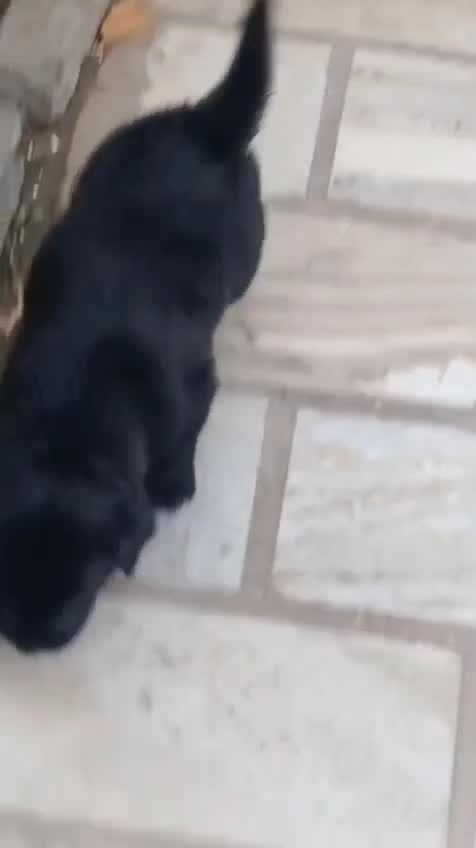 Beagle Black & Tan Puppy, farm video