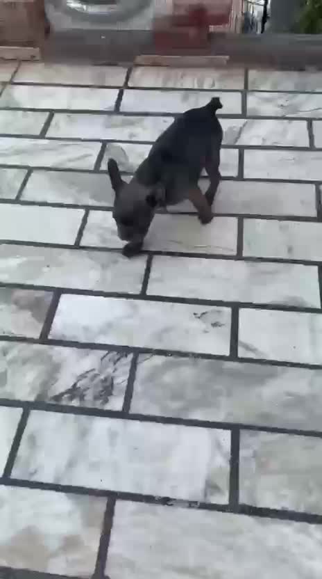 French Bulldog Puppy, farm video