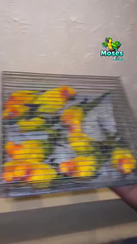 Sun Conure, farm video