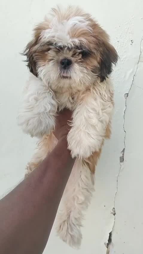 Shih Tzu | Black Color, farm video