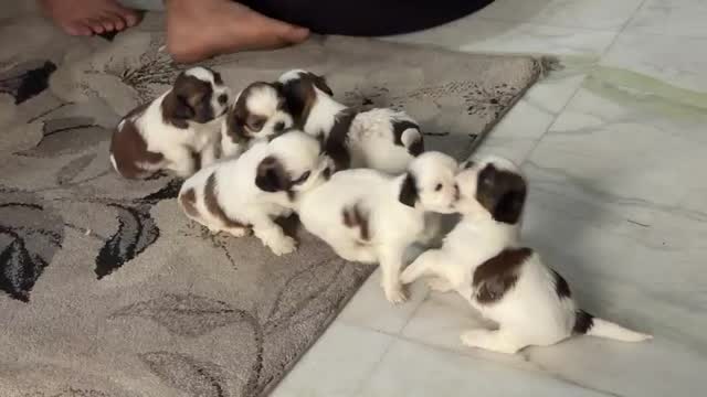 Shih Tzu | Black Color, farm video