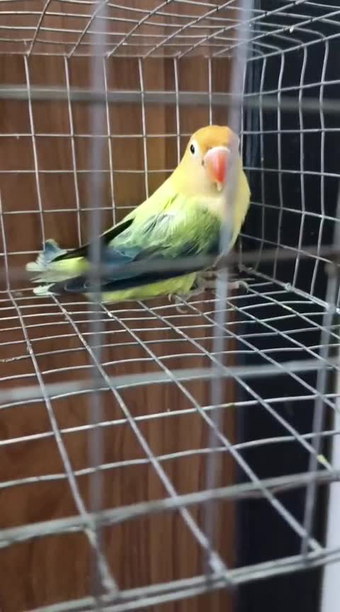 Blue Throated Conure, farm video
