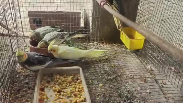 Cockatiel | Lutino, farm video